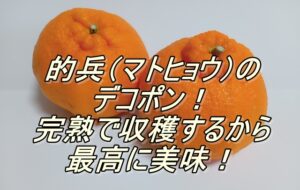 的兵（マトヒョウ）のデコポン！完熟で収穫するから最高に旨い！