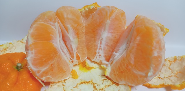 的兵(マトヒョウ)のデコポン!完熟で収穫するから最高に美味!