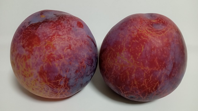 山梨県産の貴陽（きよう）プラムは爽やかな味！