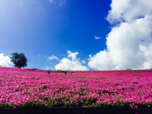 マザー牧場のイルミネーションの駐車場情報と混雑状況を徹底解説