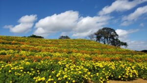 東京ドイツ村のイルミネーションの駐車場情報と混雑状況を徹底解説