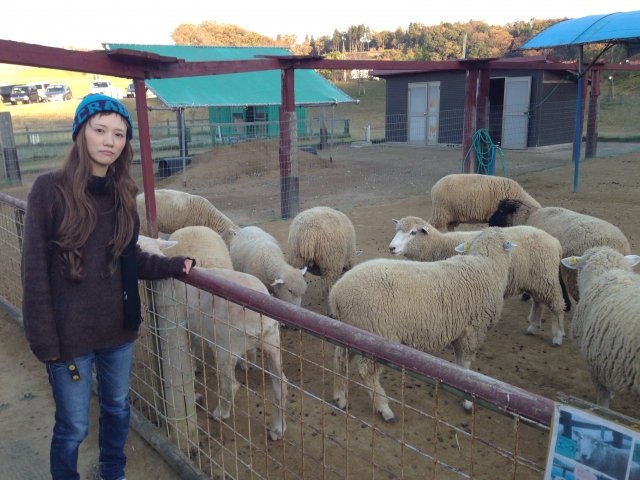 東京ドイツ村のイルミネーションの駐車場情報と混雑状況を徹底解説