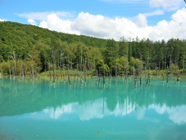 青い池のライトアップの混雑状況と駐車場情報を徹底解説