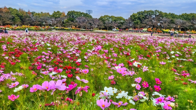 なばなの里のイルミネーションの混雑状況と駐車場情報を徹底解説