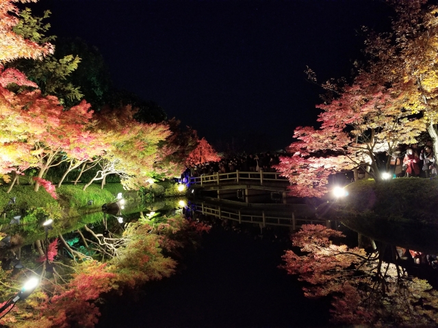 なばなの里のイルミネーションの混雑状況と駐車場情報を徹底解説