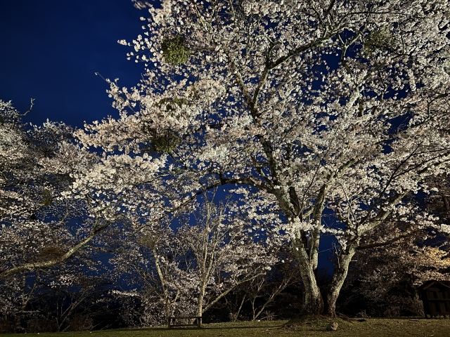 岡崎の桜まつりの駐車場情報と混雑状況を徹底解説