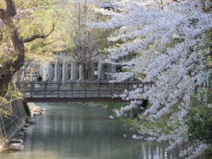 二条城 桜まつりの駐車場情報と混雑状況を徹底解説