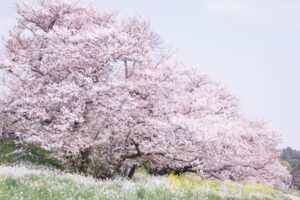 本部八重岳桜まつりって何？アクセス方法や駐車場情報を徹底解説