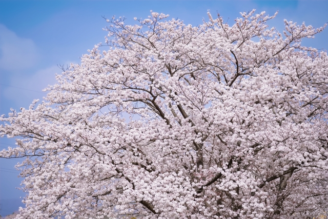大阪城公園の花見の混雑・駐車場情報を徹底解説