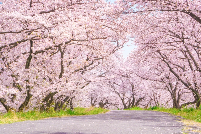 上野 桜まつりの駐車場情報と混雑状況を徹底解説