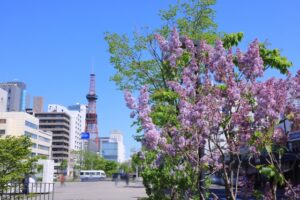 さっぽろライラックまつりとは？アクセス方法や駐車場情報を徹底解説