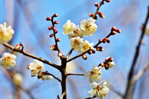 津山市神代梅の里公園 梅まつりとは？アクセスや駐車場情報を徹底解説