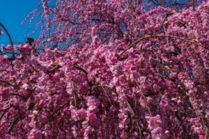 越生梅林梅まつりの駐車場情報と混雑状況を徹底解説