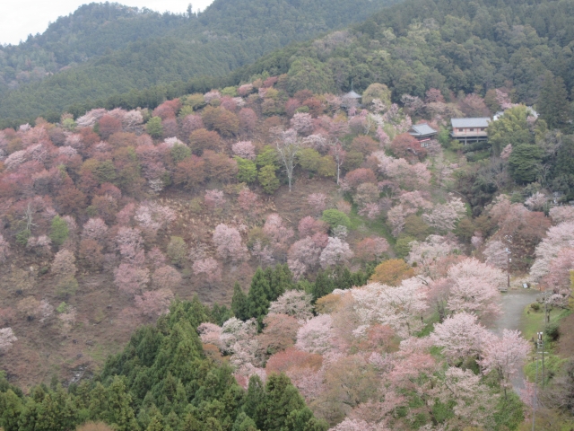 観桜期の吉野山の駐車場情報と混雑状況を徹底解説