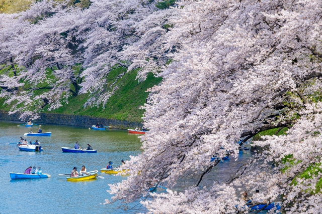千代田のさくらまつり とは？アクセスと駐車場情報、混雑状況を解説