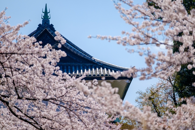 千代田のさくらまつり とは？アクセスと駐車場情報、混雑状況を解説