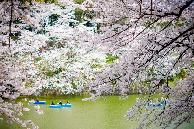 千代田のさくらまつり とは？アクセスと駐車場情報、混雑状況を解説