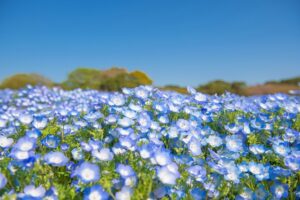 舞洲 ネモフィラ祭りの混雑状況とアクセス、駐車場情報を徹底解説