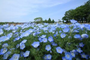 長居植物園のネモフィラフェアとは？アクセスと駐車場情報も解説