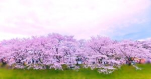 福岡県福岡市 舞鶴公園の福岡城さくらまつりの駐車場情報を紹介