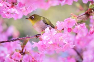 華蔵寺公園花まつりの駐車場情報と混雑状況を徹底解説