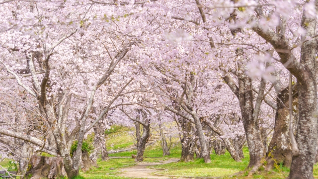 すすきヶ原入野公園桜まつりって何？アクセスと駐車場情報も解説