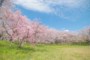 千秋公園桜まつり の混雑・駐車場情報を徹底解説
