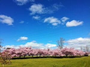 村松公園桜まつり とは？アクセスと駐車場情報も徹底解説