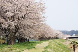 小田原桜まつりの駐車場情報と混雑状況を徹底解説