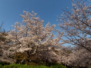 津山さくらまつりの駐車場情報と混雑状況を徹底解説