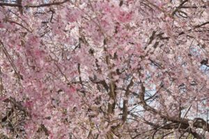 もりまち桜まつり とは？アクセスと駐車場情報も徹底解説