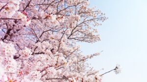 幸手桜まつりの駐車場情報と混雑状況を徹底解説