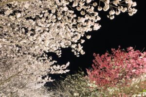 玉藻公園へ花見に行く場合のアクセス、駐車場情報