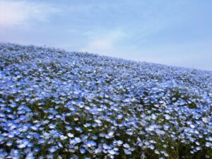 芝桜とネモフィラの丘とは?Flower village花夢の里のアクセス､駐車場を解説