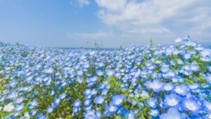 いわき市フラワーセンタのネモフィラの見頃は？アクセス･混雑を解説