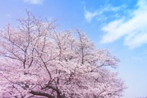 栗林公園に花見に行く場合のアクセス、駐車場情報について徹底解説