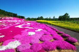 大津湖岸なぎさ公園の芝桜を見に行く場合のアクセス・駐車場を解説