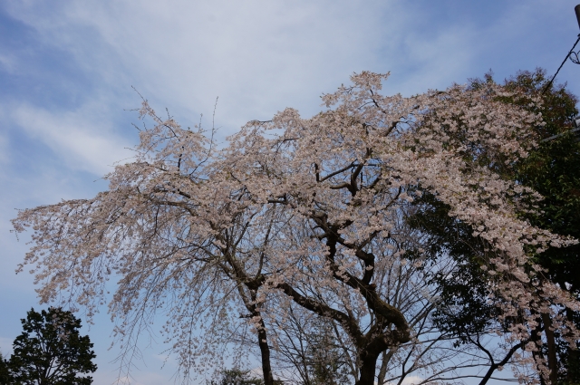 白石城桜まつりって何？アクセスと駐車場情報を徹底解説