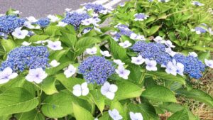 矢田寺のアジサイを見に行く場合の混雑状況と駐車場情報を徹底解説