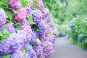 かざはやの里のあじさいまつりの混雑状況と駐車場情報を徹底解説