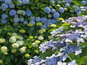 国営讃岐まんのう公園のあじさいまつりとは？アクセス・駐車場を解説