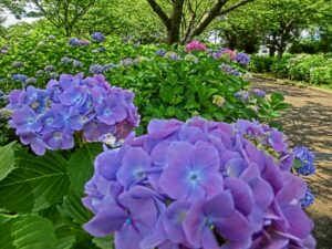 よへなあじさい園のアクセス・混雑状況を徹底解説