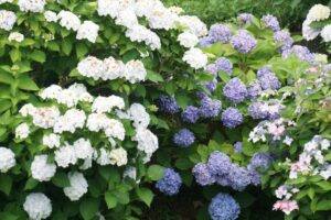 あじさい観覧期間の雲昌寺へのアクセスと混雑状況を徹底解説