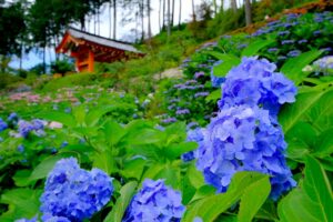 三室戸寺のあじさい園の駐車場情報と混雑状況を徹底解説