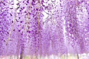 ふじのはな物語期間中のあしかがフラワーパークの混雑状況と駐車場を解説