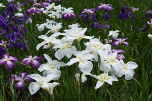 あわら北潟湖畔花菖蒲まつりとは？アクセス・駐車場情報も徹底解説