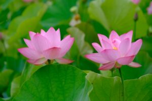 花はす公園のはすまつりとは？アクセス・駐車場情報も徹底解説