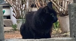 黒い野良猫を保護のため確保しました・保護猫の記録