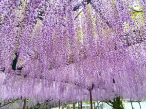 「八女黒木大藤まつり」アクセスと周辺の駐車場と混雑状況を徹底解説