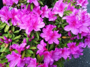 「長串山 つつじ」アクセスと周辺の駐車場と混雑状況を徹底解説